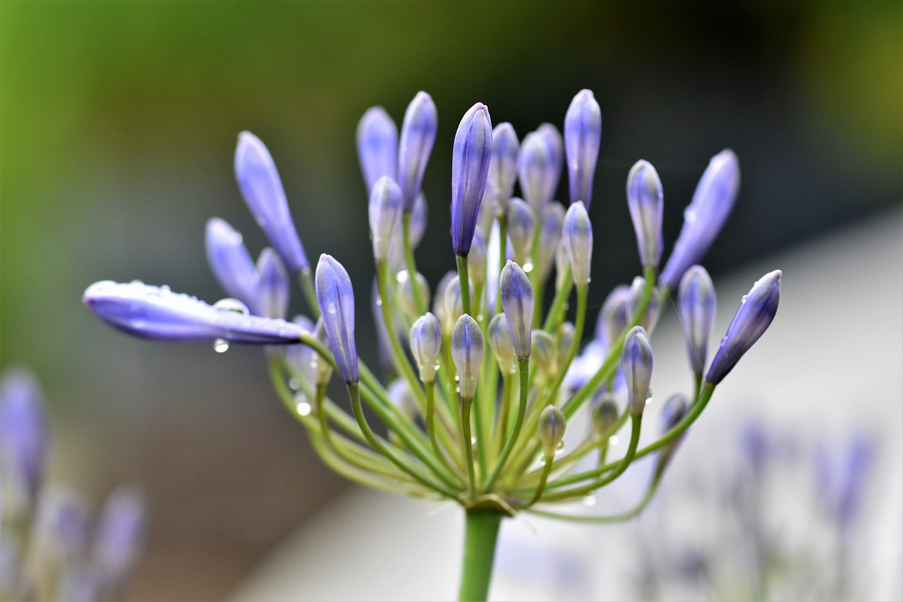 Agapanthus, Violetinė, Žalias, Vasara, Juvelyriniai Lelijos Šiltnamiai, Mėlyna Papuošalai Lelija, Gėlė, Augalas, Flora, Žiedas