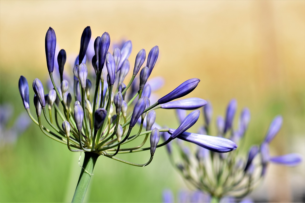 Agapanthus, Violetinė, Žalias, Vasara, Juvelyriniai Lelijos Šiltnamiai, Mėlyna Papuošalai Lelija, Gėlė, Augalas, Flora, Žiedas