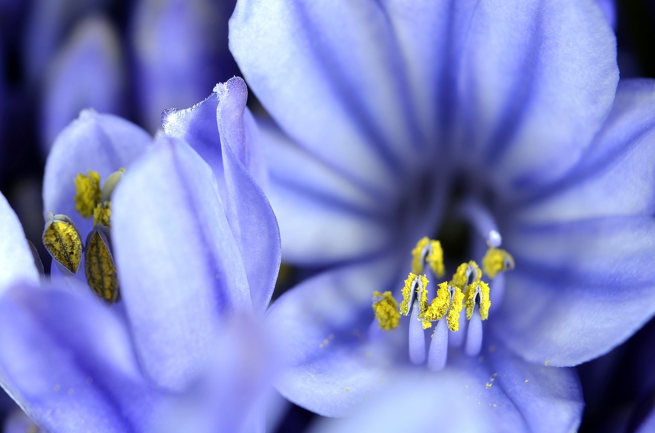 Agapanthus, Gėlė, Žydėti, Žiedas, Mėlynas, Žiedynas, Žiedas, Žydėti, Juvelyriniai Lelijos Šiltnamiai, Agapanthoideae