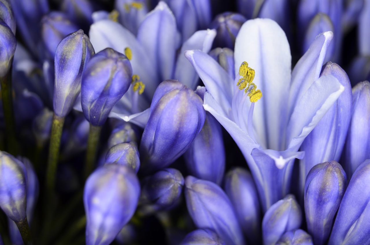 Agapanthus, Uždaryti, Gamta, Iš Arti, Žiedynas, Augalas, Gėlė, Makro, Vasara, Juvelyriniai Lelijos