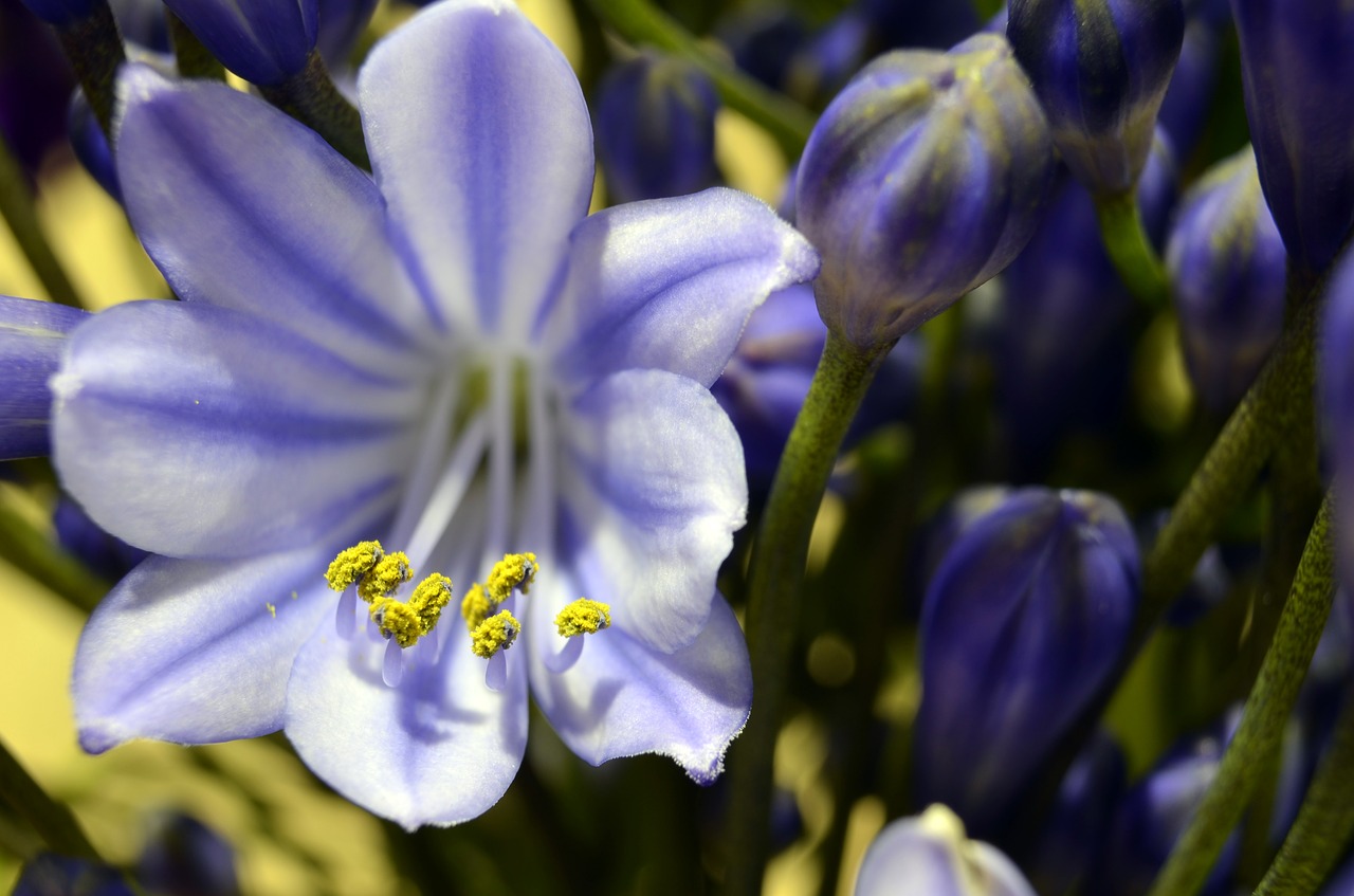 Agapanthus, Žiedas, Žydėti, Mėlynas, Balta, Tuti, Gėlė, Schnittblume, Floristika, Makro