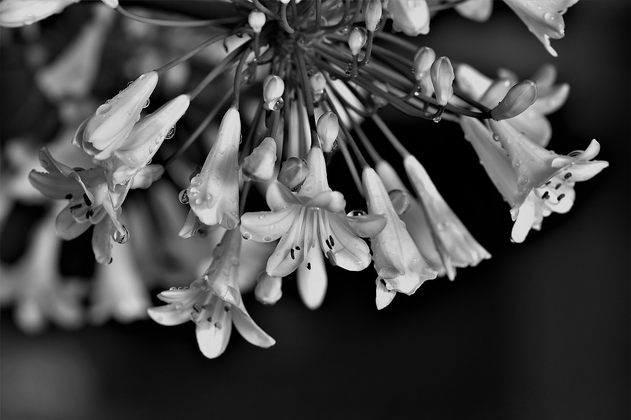 Agapanthus, Juoda Ir Balta, Lelija, Žiedas, Žydėti, Gėlė, Gamta, Juoda, Balta, Augalas