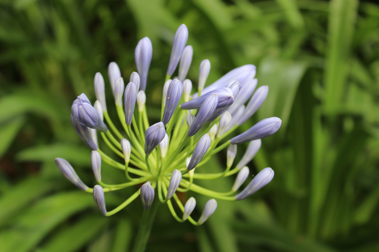 Agapanthus, Mėlynas, Gėlė, Žydi, Natūralus, Šviežias, Lapai, Galva, Botanikos, Lapija