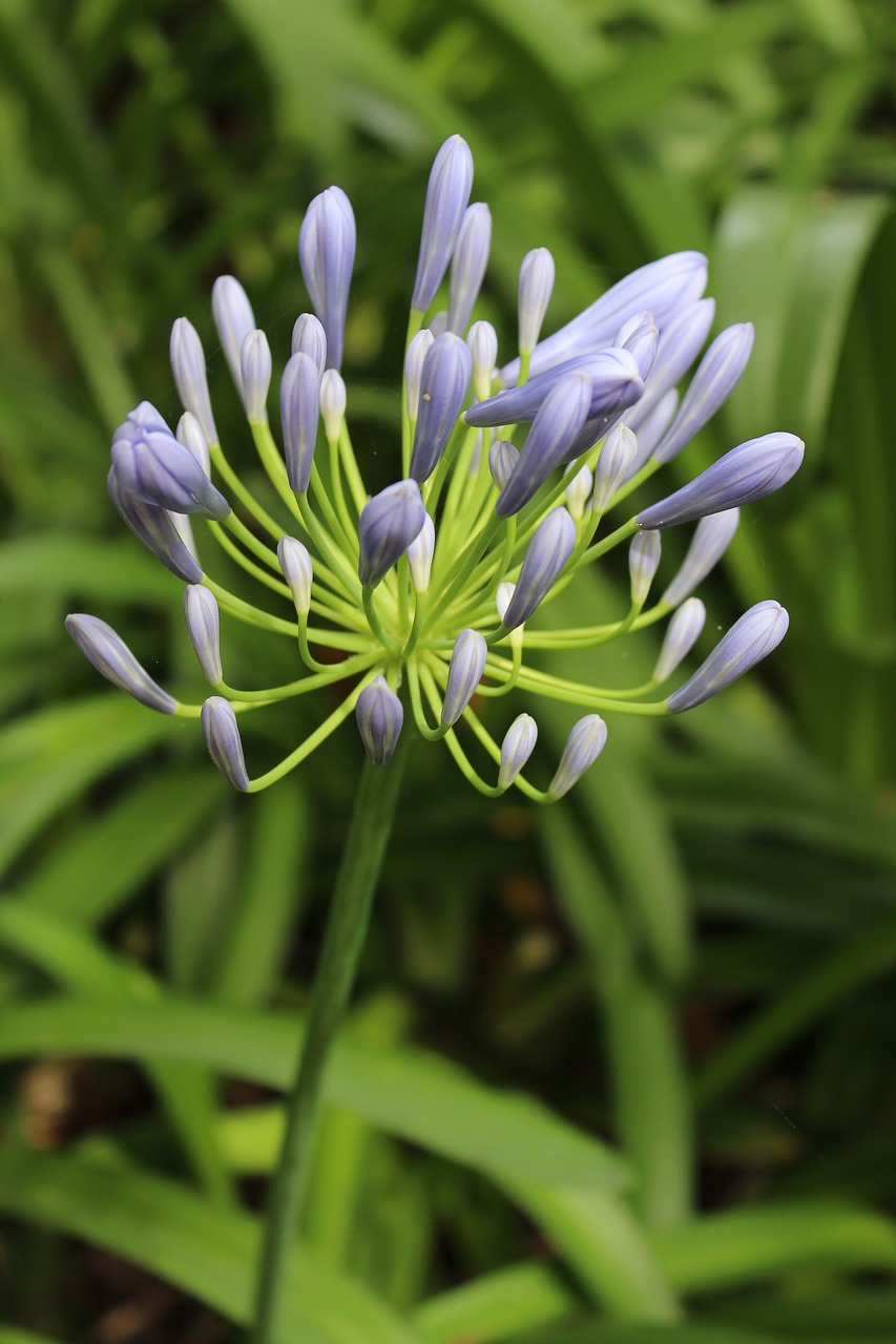 Agapanthus, Gėlė, Augalas, Sodas, Gamta, Lauke, Natūralus, Mėlynas, Botanikos, Lapija