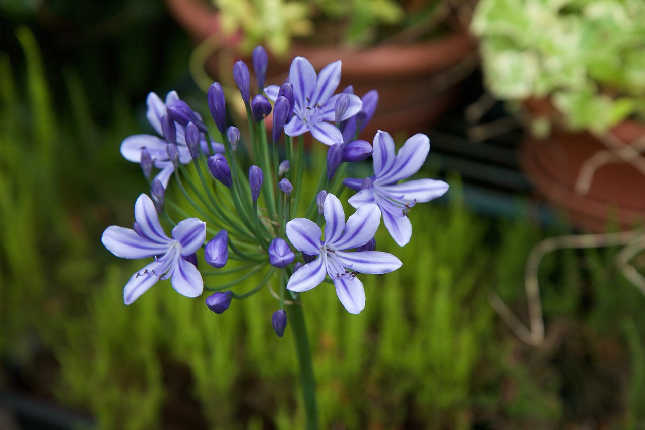 Agapanthus, Violetinė, Purpurinė Gėlė, Gamta, Augalai Žydintys, Nemokamos Nuotraukos,  Nemokama Licenzija