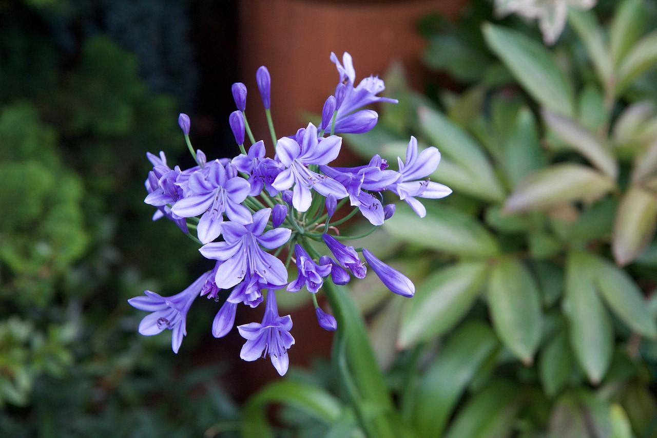 Agapanthus, Gamta, Purpurinė Gėlė, Augalas, Žydėjimas, Nemokamos Nuotraukos,  Nemokama Licenzija