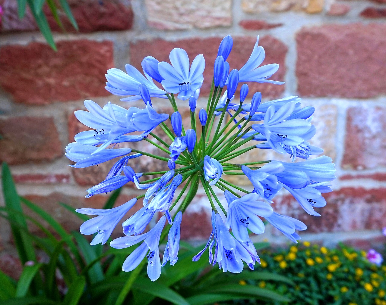 Agapanthus,  Mėlyna,  Žiedas,  Žydi,  Floros,  Gamta, Nemokamos Nuotraukos,  Nemokama Licenzija