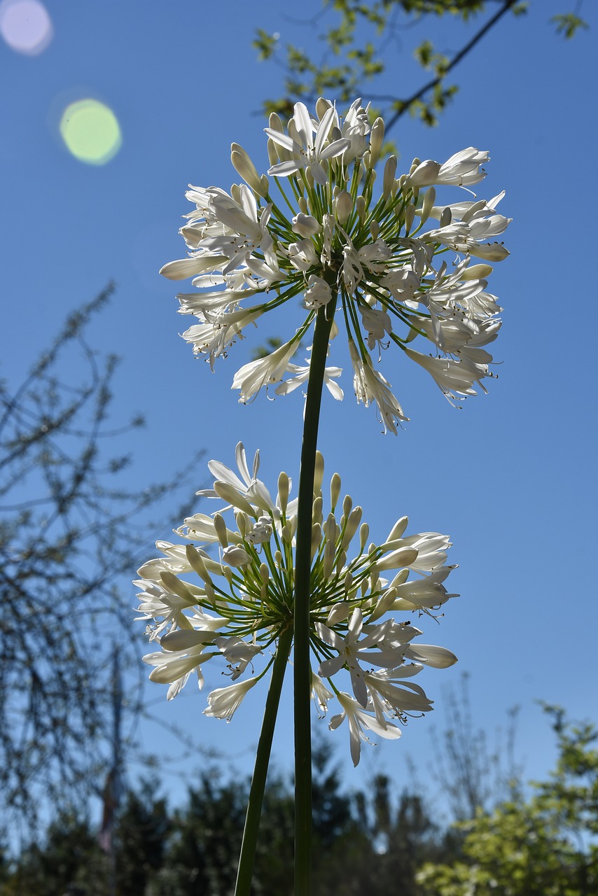 Agapanthus,  Baltos Spalvos,  Myliu Gėlę,  Žiedas,  Žydi,  Iš Arti,  Vasara, Nemokamos Nuotraukos,  Nemokama Licenzija