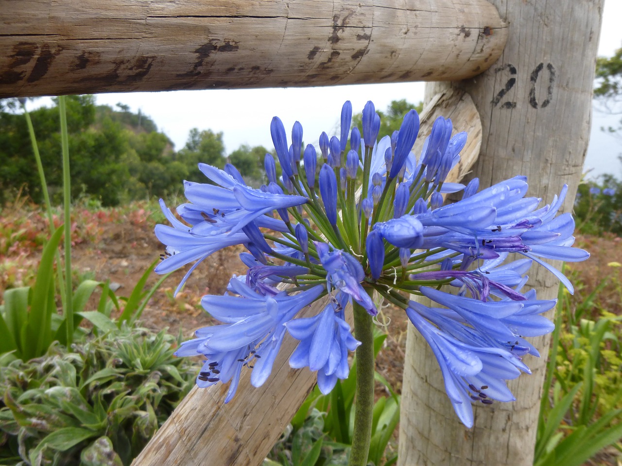 Agapanthus, Mėlynas, Gėlė, Medžio Tvora, Žiedas, Žydėti, Nemokamos Nuotraukos,  Nemokama Licenzija