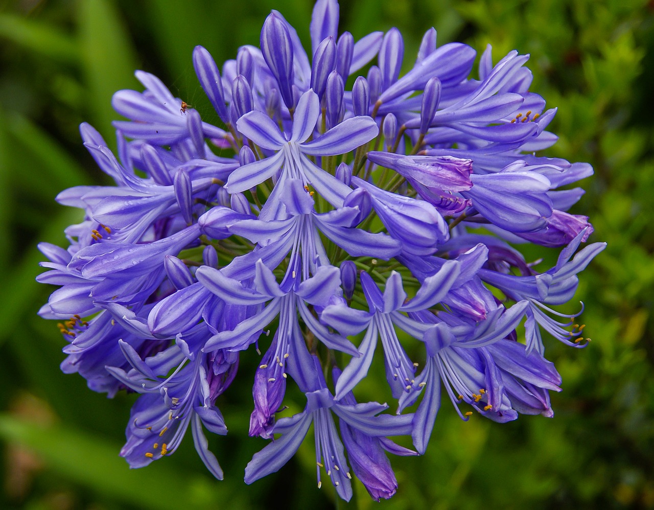 Agapanthus, Gėlė, Žydėti, Mėlynas, Violetinė, Gėlių Galva, Sodas, Nemokamos Nuotraukos,  Nemokama Licenzija