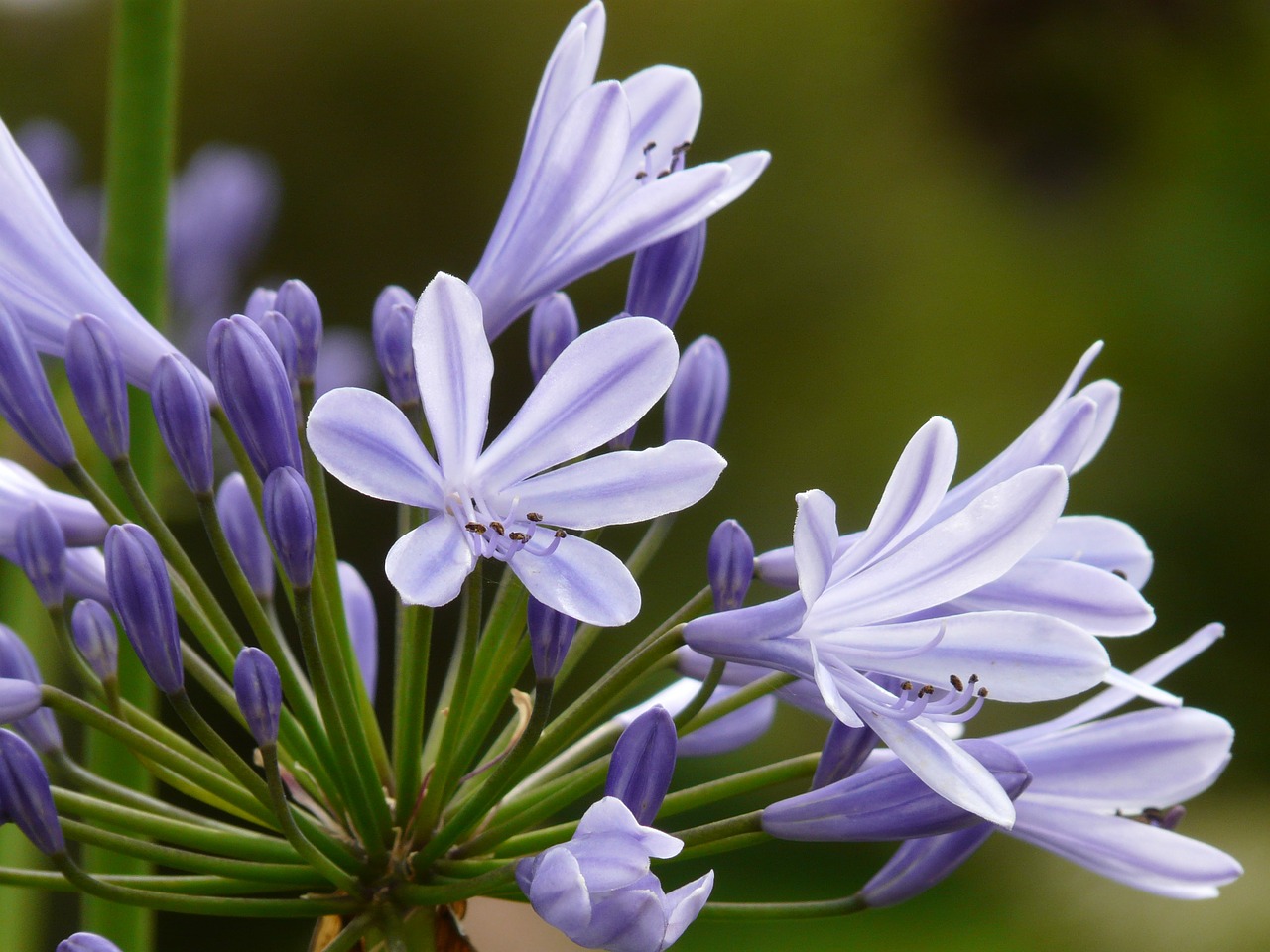 Agapanthus, Juvelyriniai Lelijos Šiltnamiai, Agapanthoideae, Lelija, Mėlynas, Dekoratyvinis Augalas, Meilės Gėlė, Agapanthus Africanus, Žiedynas, Nemokamos Nuotraukos