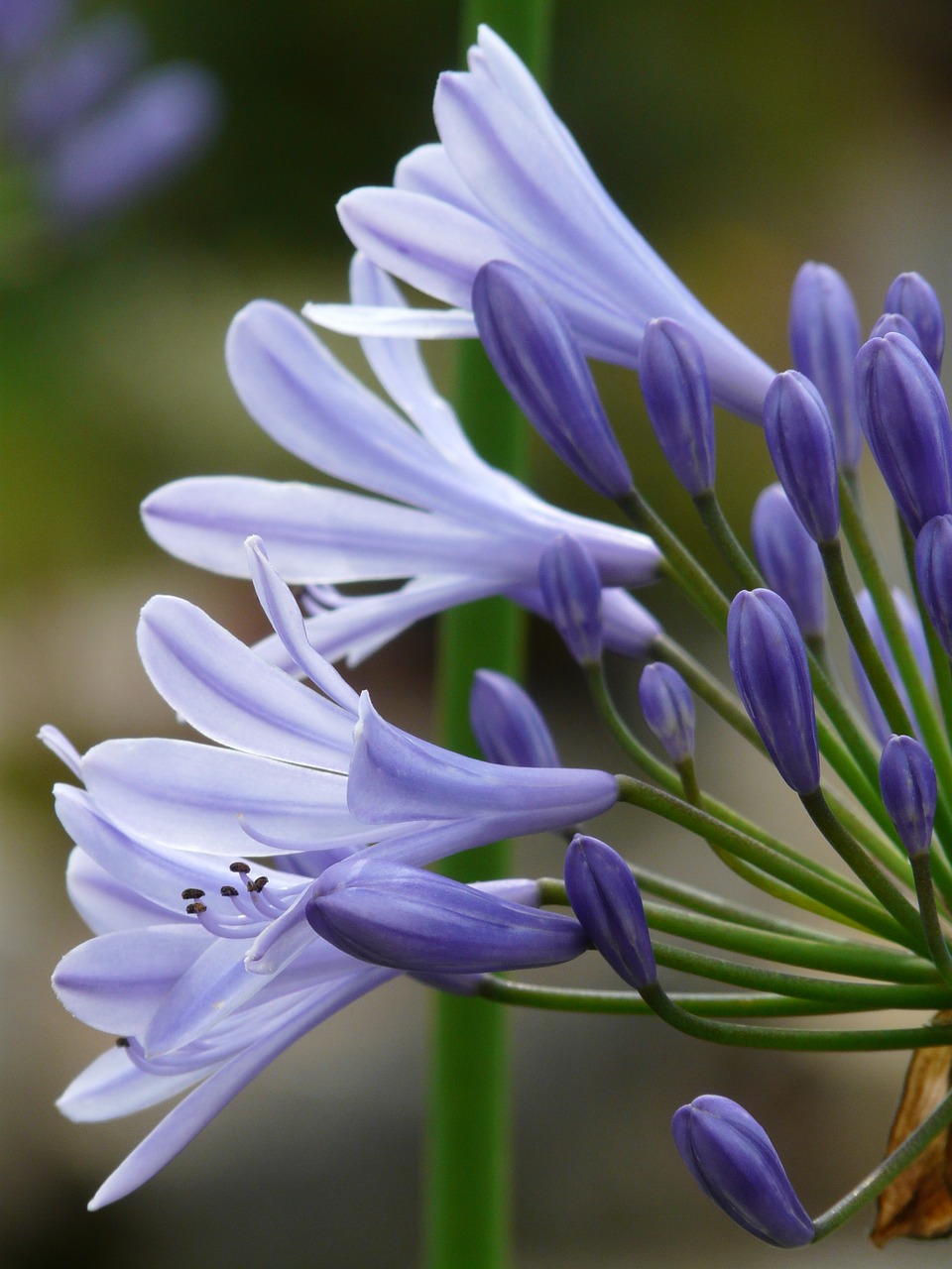 Agapanthus, Juvelyriniai Lelijos Šiltnamiai, Agapanthoideae, Lelija, Mėlynas, Dekoratyvinis Augalas, Meilės Gėlė, Agapanthus Africanus, Žiedynas, Nemokamos Nuotraukos