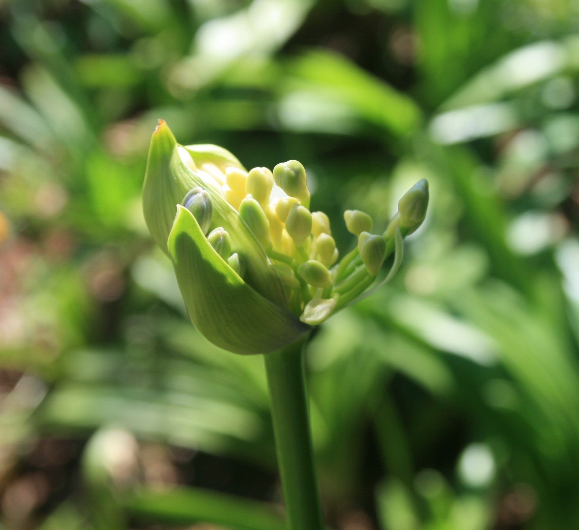 Gėlė,  Budas,  Agapanthus,  Šviesa & Nbsp,  Žalia,  Atsiranda,  Florets,  Agapanthus Budas Atveria, Nemokamos Nuotraukos,  Nemokama Licenzija