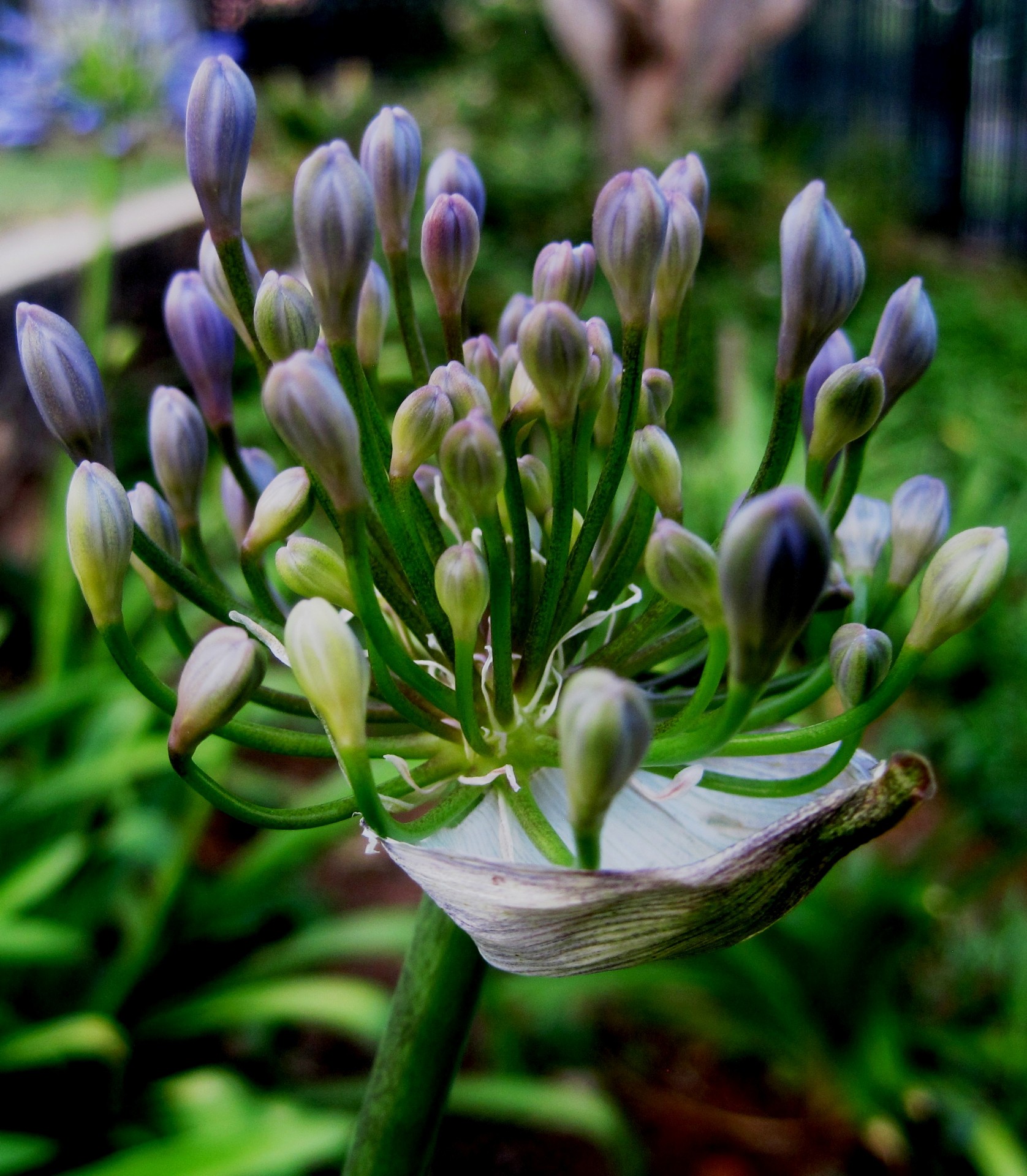 Gėlė,  Florets,  Pumpurai,  Mėlynas,  Atidarymas,  Agapanthus Pumpurai, Nemokamos Nuotraukos,  Nemokama Licenzija