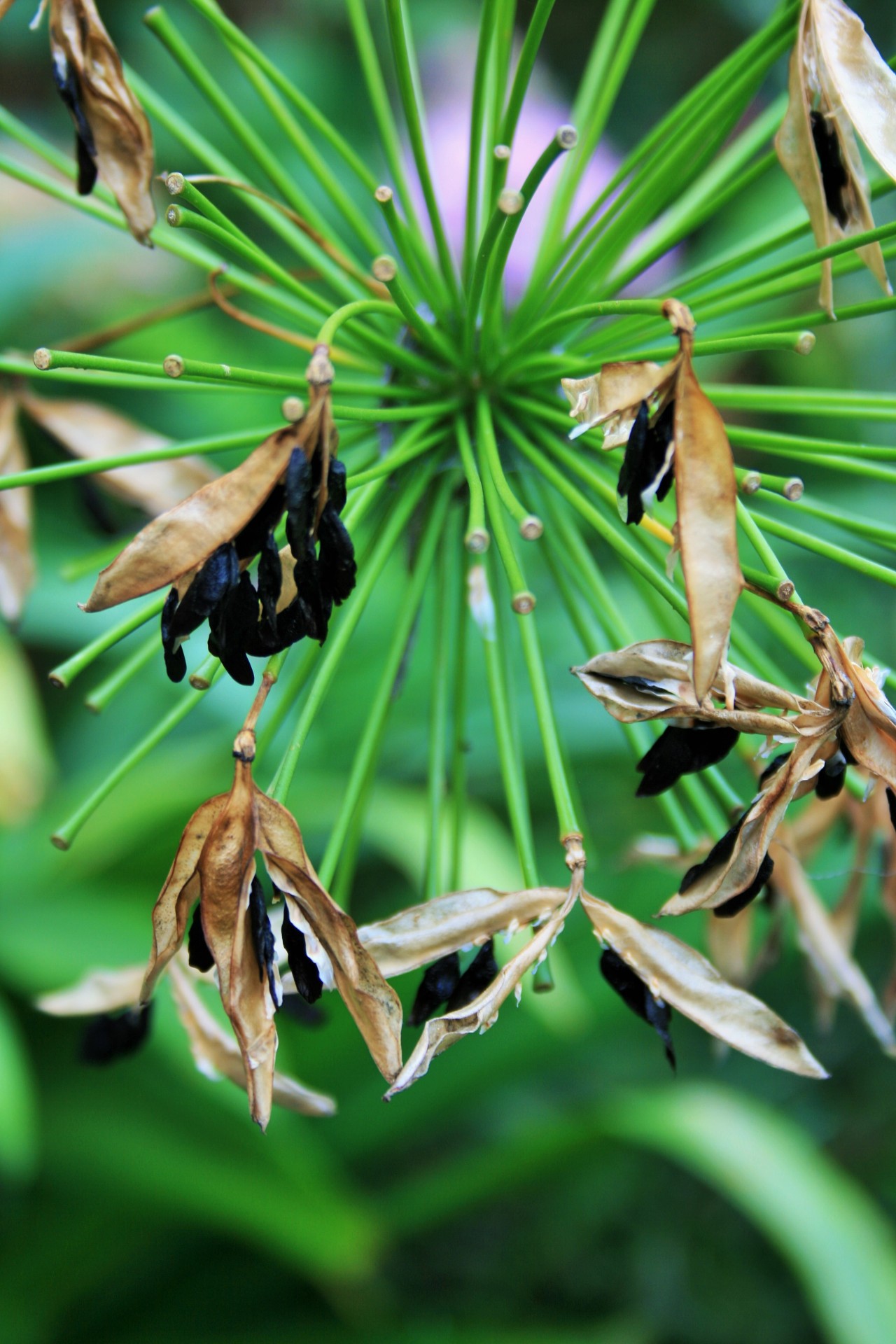 Agapanthus,  Sėklos,  Juoda,  Lukštas,  Sausas,  Agapantos Sėklos, Nemokamos Nuotraukos,  Nemokama Licenzija