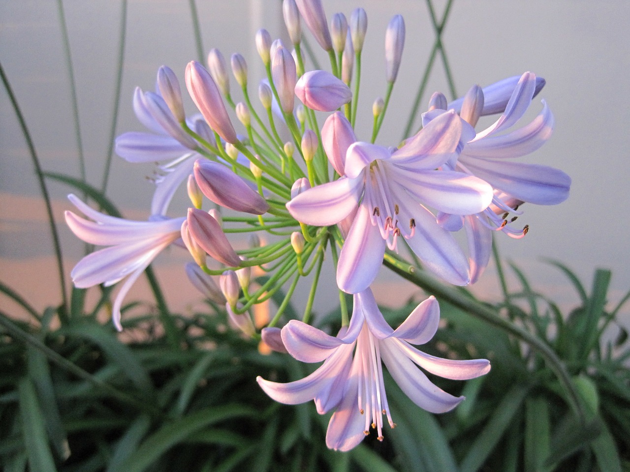 Agapanthus, Gėlė, Šviesa, Rožinis, Žali Lapai, Bade Formos Lapai, Ilgi Lapai, Ilgi Stiebai, Vasara, Vietinė Afrika