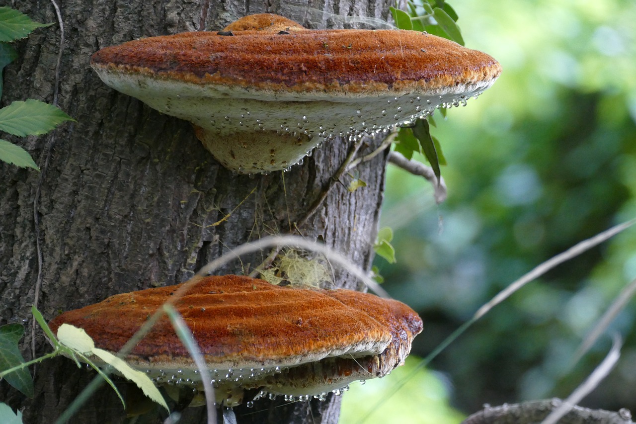 Agaric, Grybai, Medis, Drėgmė, Lašas, Gamta, Nemokamos Nuotraukos,  Nemokama Licenzija