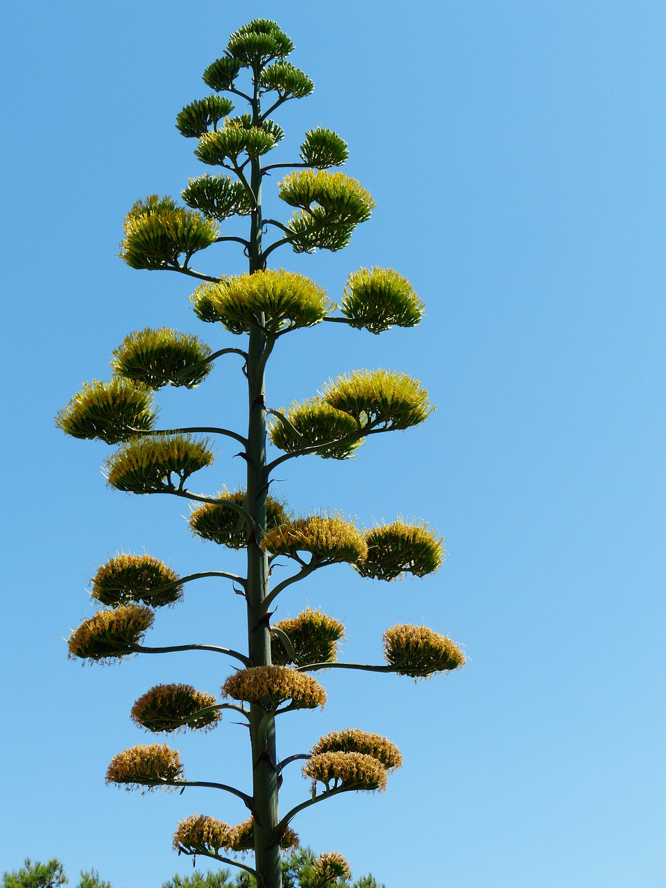 Agavė, Žiedynas, Agavengewächs, Liliaceae, Šparagų Augalas, Asparagaceae, Amžiaus Gamykla, Nemokamos Nuotraukos,  Nemokama Licenzija