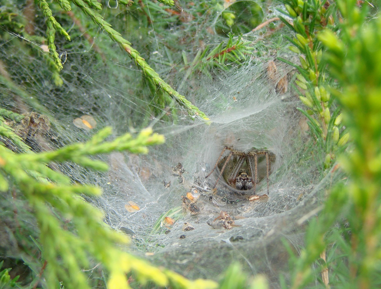 Agelenidae Voras, Į Vakarus Nuo Prancūzijos, Drobinio Formos Tunelis, Grobis Išlieka, Grobuoniškos Skerdenos, Spygliuočių Medis, Voratinklis, Aranéomorphes Vorinių Šeimos, Agélènes, Tégénaires