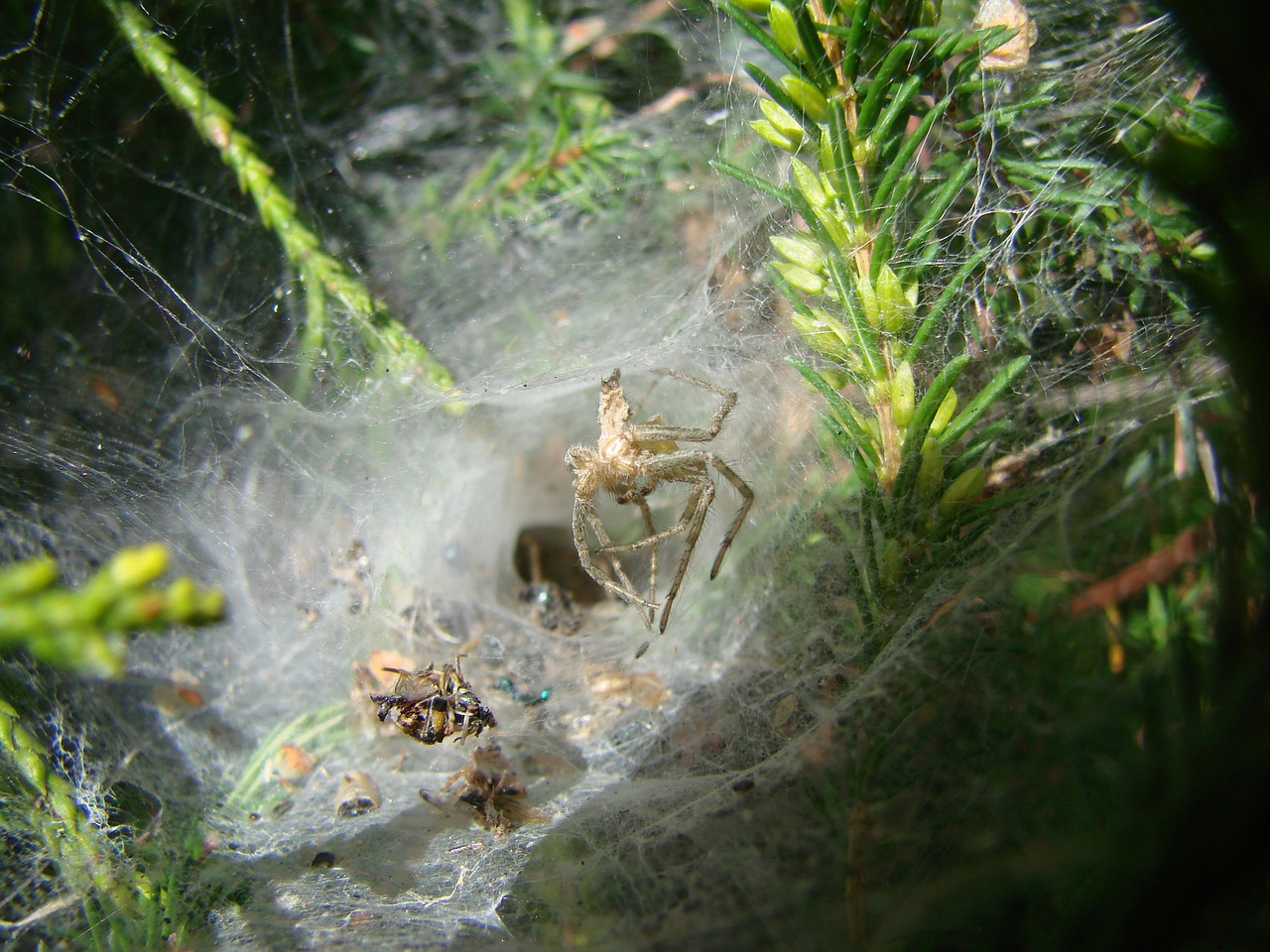 Agelenidae Voras, Į Vakarus Nuo Prancūzijos, Drobinio Formos Tunelis, Grobis Išlieka, Grobuoniškos Skerdenos, Spygliuočių Medis, Voratinklis, Aranéomorphes Vorinių Šeimos, Agélènes, Tégénaires