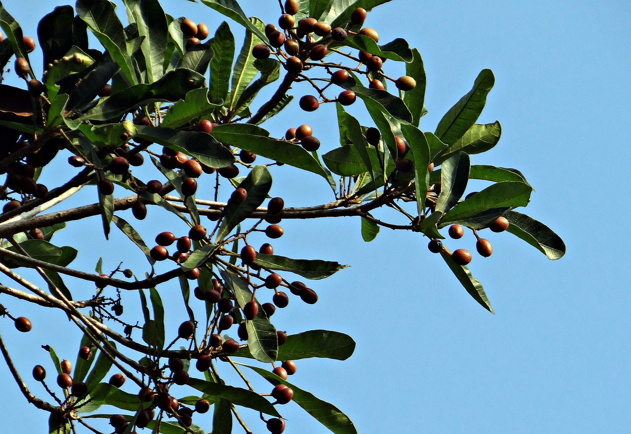 Aglaia Elaeagnoidea, Aglaia Roxburghiana, Milnea Roxburghiana, Chokkala, Punjava, Vaisiai, Laukiniai, Valgomieji, Medicinos, Medis