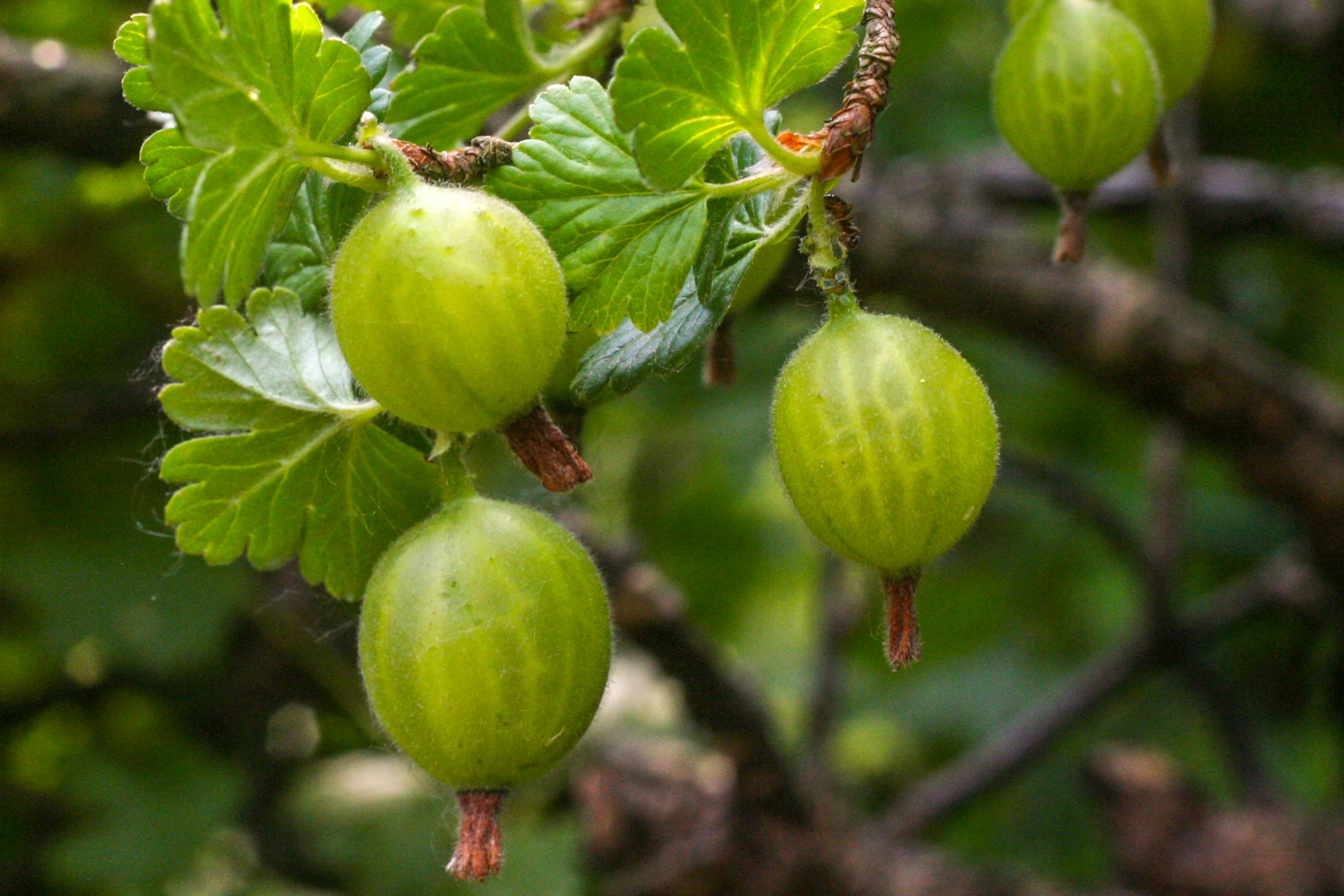 Agrastas,  Žalias,  Krūmas,  Vaisiai,  Vaisių & Nbsp,  Krūmas,  Žalia & Nbsp,  Agrastas,  Sodas,  Sodininkystė