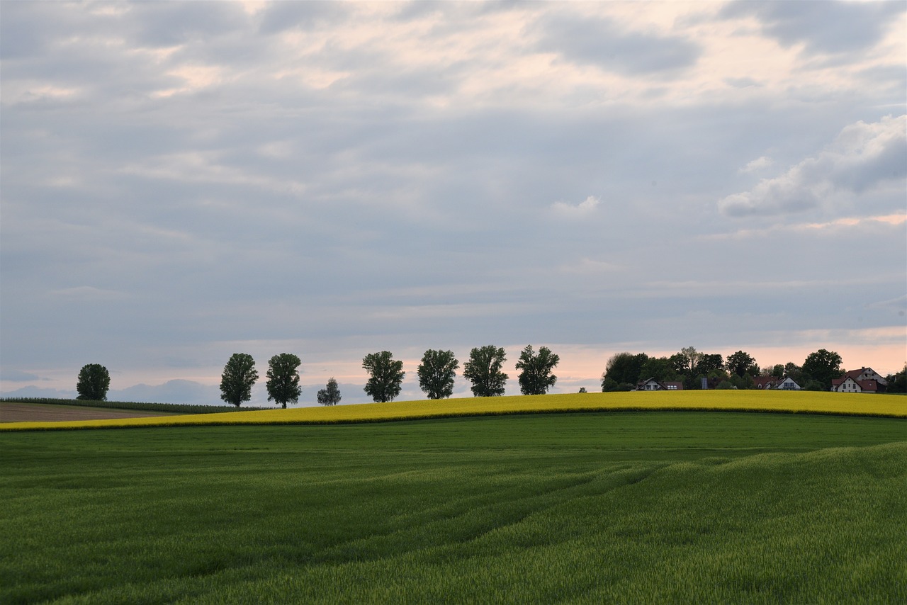 Žemės Ūkio,  Laukas,  Žemdirbystė,  Auginimas,  Žemės,  Pobūdį,  Kalvotas,  Augalininkystė,  Žemės Ūkio Nuotrauka,  Vaizdingas