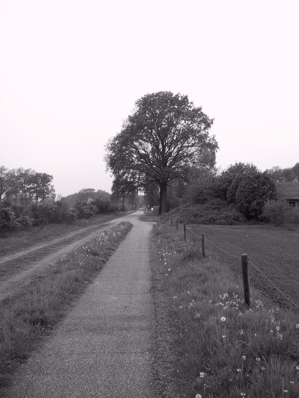 Žemės Ūkio Nutzweg, Ganyti, Astrahukas, Holland, Nemokamos Nuotraukos,  Nemokama Licenzija