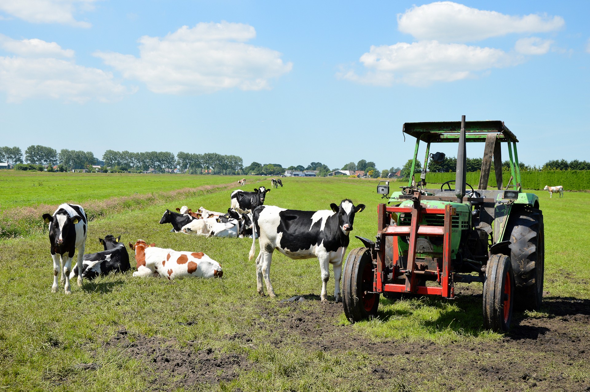 Žemės Ūkio,  Transporto Priemonės,  Ūkis,  Ūkininkavimas,  Žemės Dirbimas,  Tilth,  Gamta,  Agrimotorius,  Traktorius,  Karvė