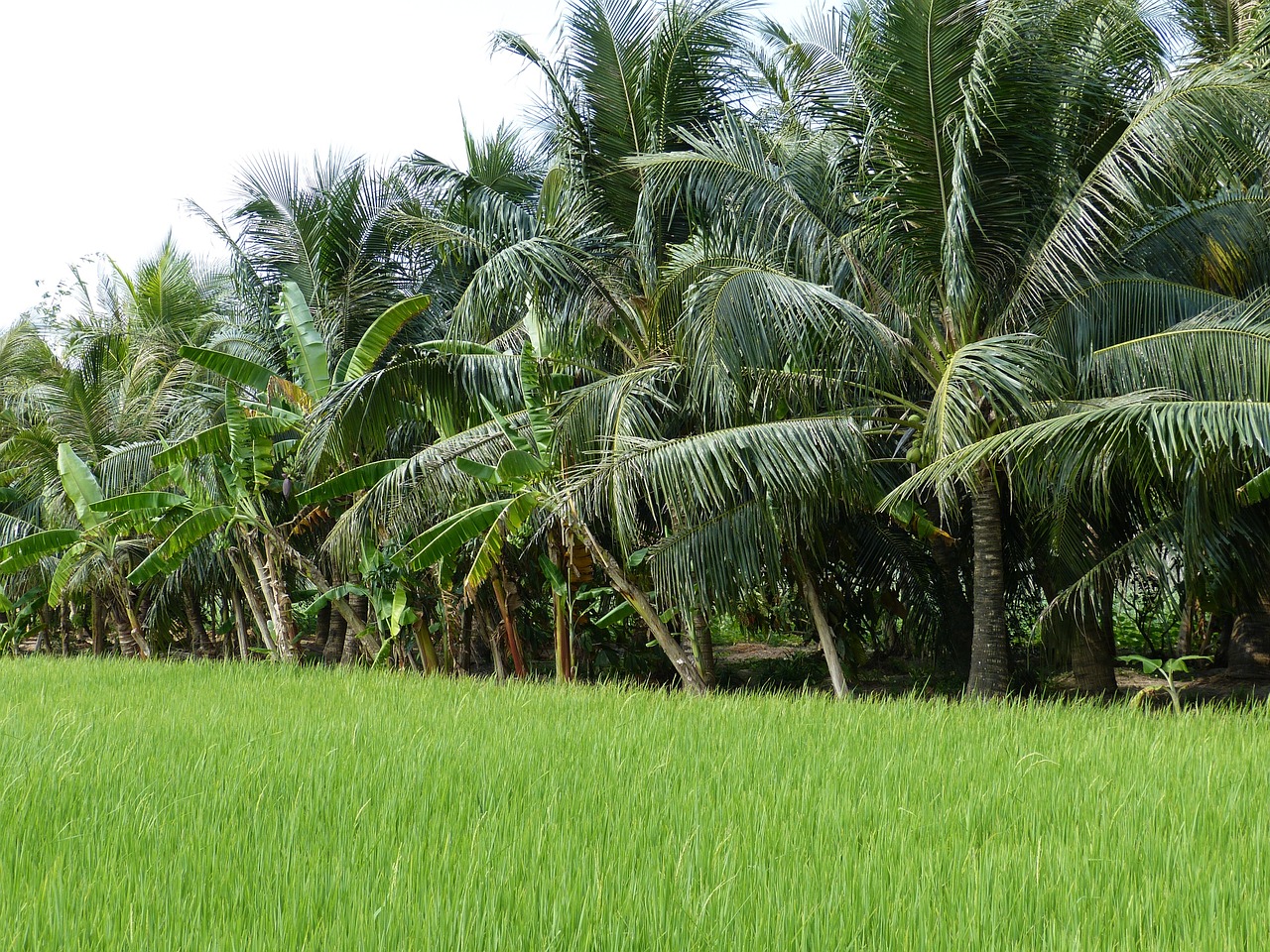 Žemdirbystė, Tropikai, Atogrąžų, Gamta, Augmenija, Vietnamas, Mekong Delta, Ryžiai, Paddy, G