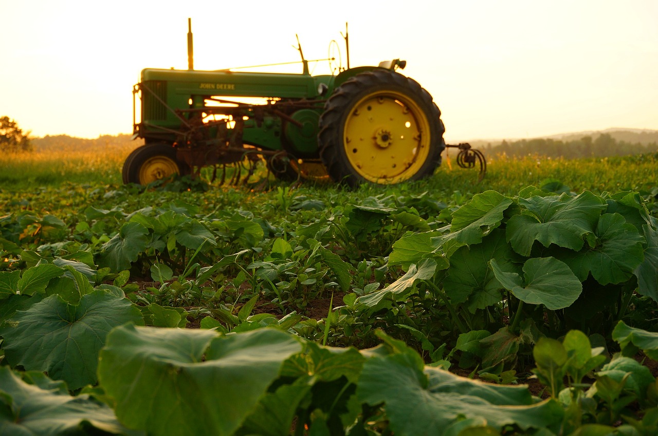 Žemdirbystė, Traktorius, John Deere, Žalias, Laukas, Moliūgas, Pasėlių, Ūkininkas, Auginami, Vasara