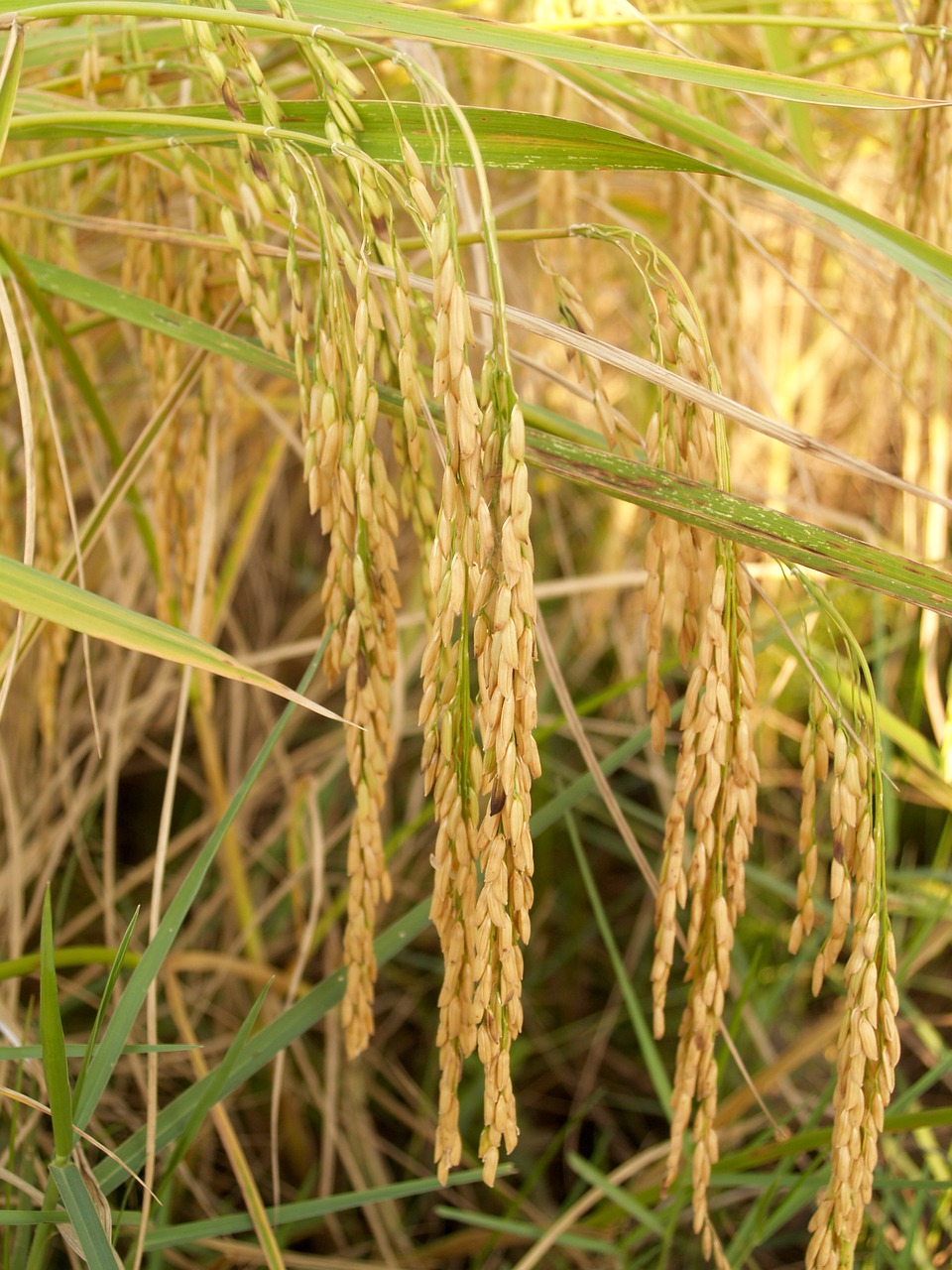 Žemdirbystė, Asija, Ruduo, Botanika, Javai, Javų Augalas, Pasėlių, Vakarienė, Sausas, Rytų Azijos Kultūra