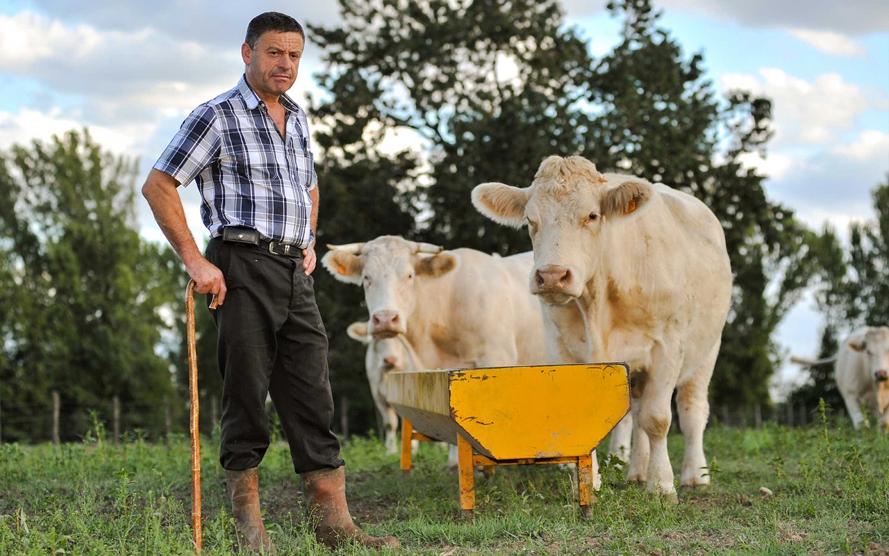 Žemdirbystė, Nendrės, Galvijai, Karvės, Ūkis, Ūkininkas, Žemės Ūkio Paskirties Žemė, Laukas, Žolė, Gyvuliai