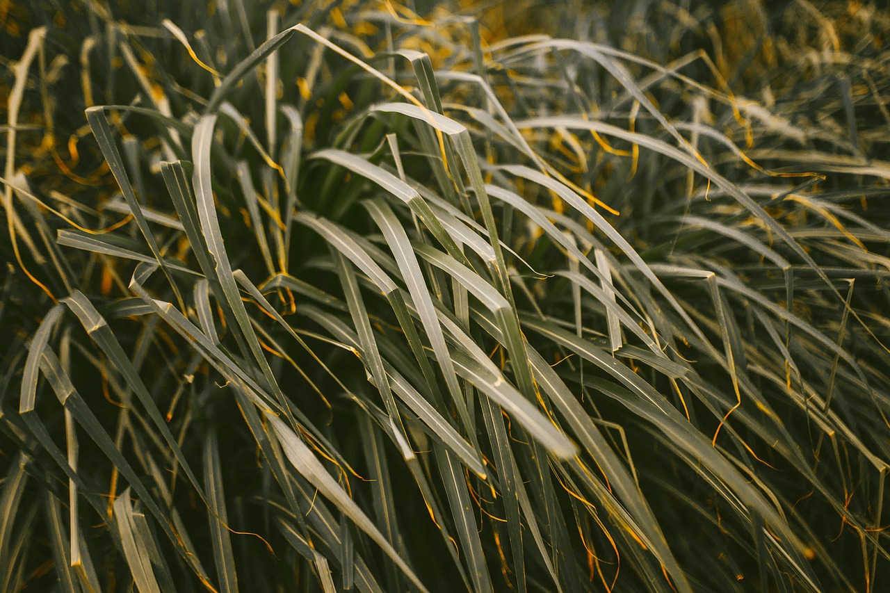 Žemdirbystė, Mentės, Blur, Iš Arti, Ūkis, Laukas, Flora, Žolė, Žalias, Augimas