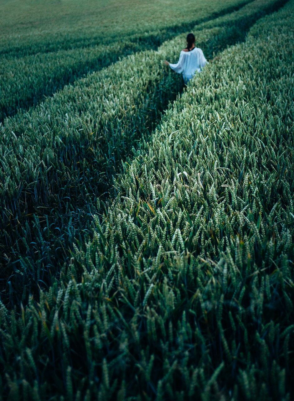 Žemdirbystė, Javai, Pasėlių, Ariama Žemė, Aplinka, Ūkis, Laukas, Flora, Žolė, Žemė