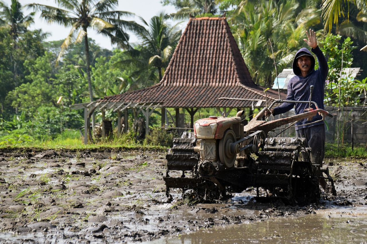 Žemdirbystė, Ryžių Laukai, Bali, Indonezija, Ryžiai, Ryžių Auginimas, Plūgas, Plūgas, Nemokamos Nuotraukos,  Nemokama Licenzija