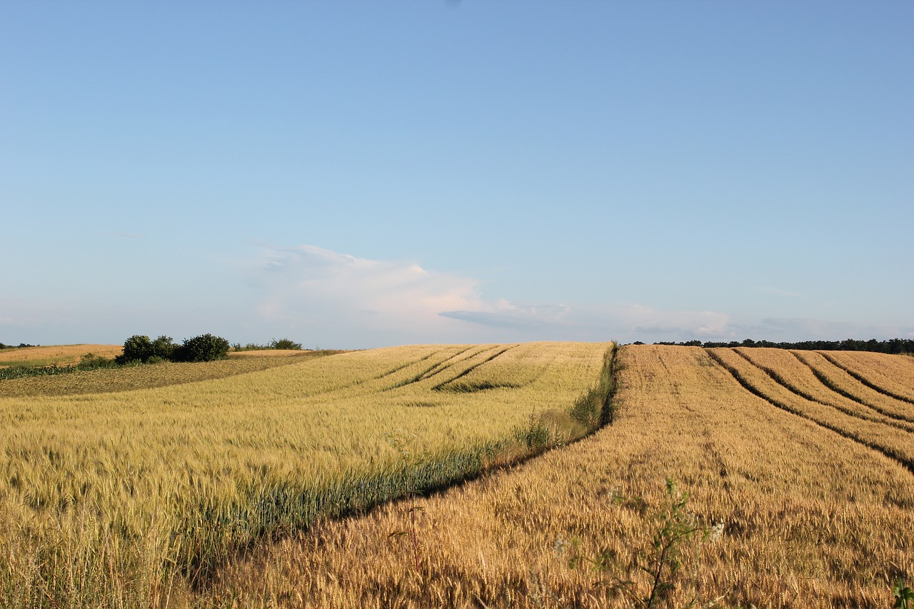 Žemdirbystė, Kvieciai, Laukas, Derlius, Augalas, Nemokamos Nuotraukos,  Nemokama Licenzija