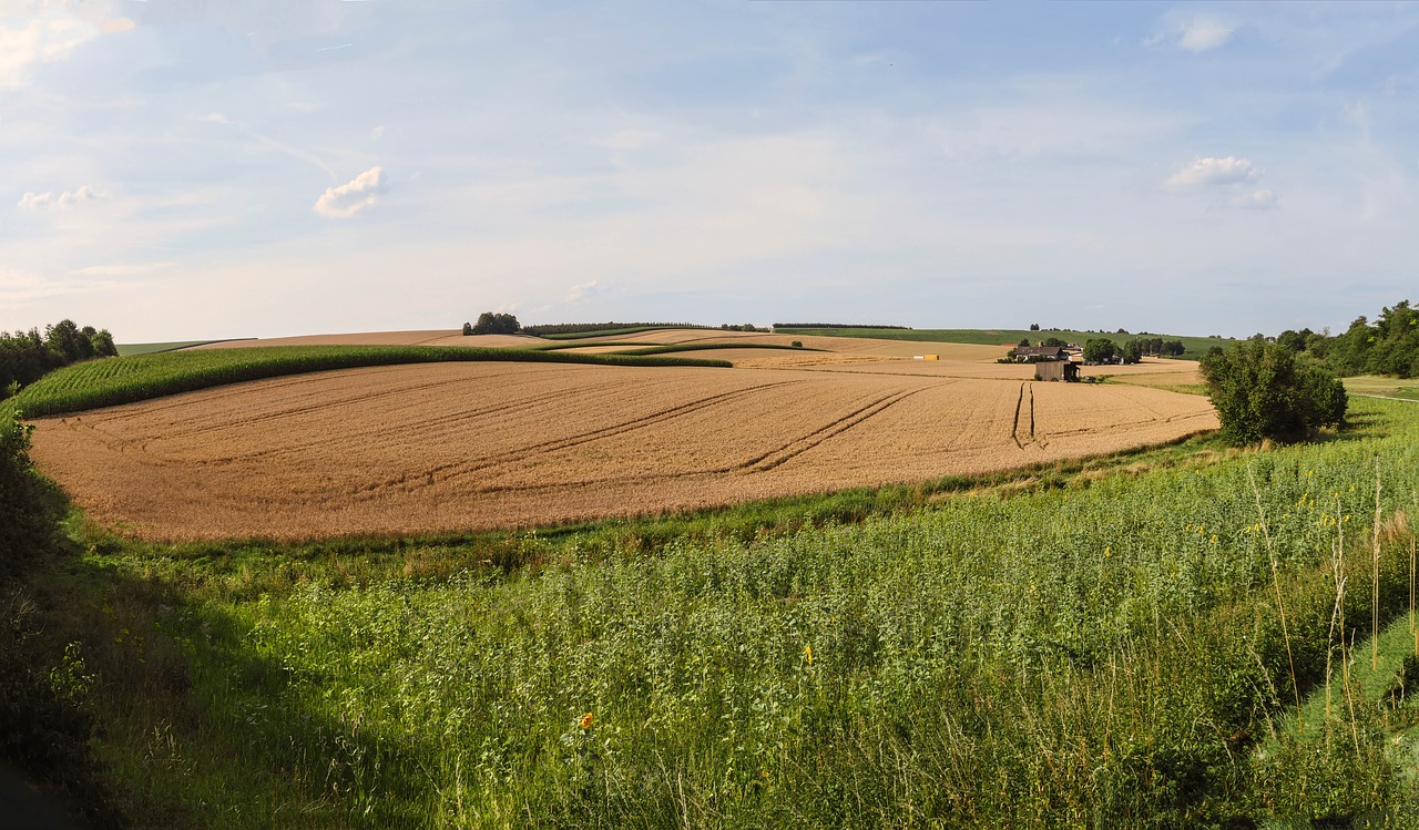 Žemdirbystė, Laukai, Grūdai, Kukurūzai, Saulėgrąžos, Kvieciai, Vasara, Laukas, Grūdai, Gamta