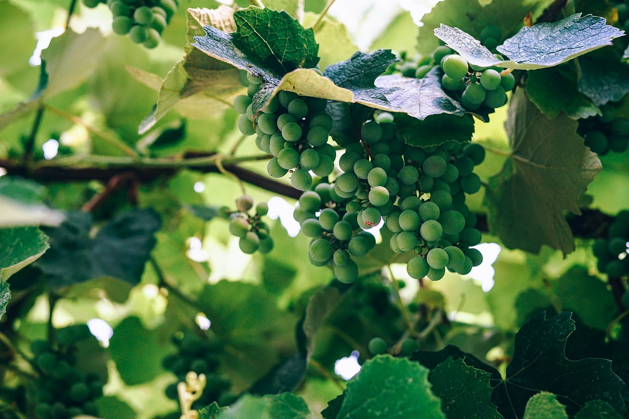 Žemdirbystė, Ruduo, Fonas, Gražus, Filialas, Šviesus, Krūva, Chardonnay, Uždaryti, Iš Arti