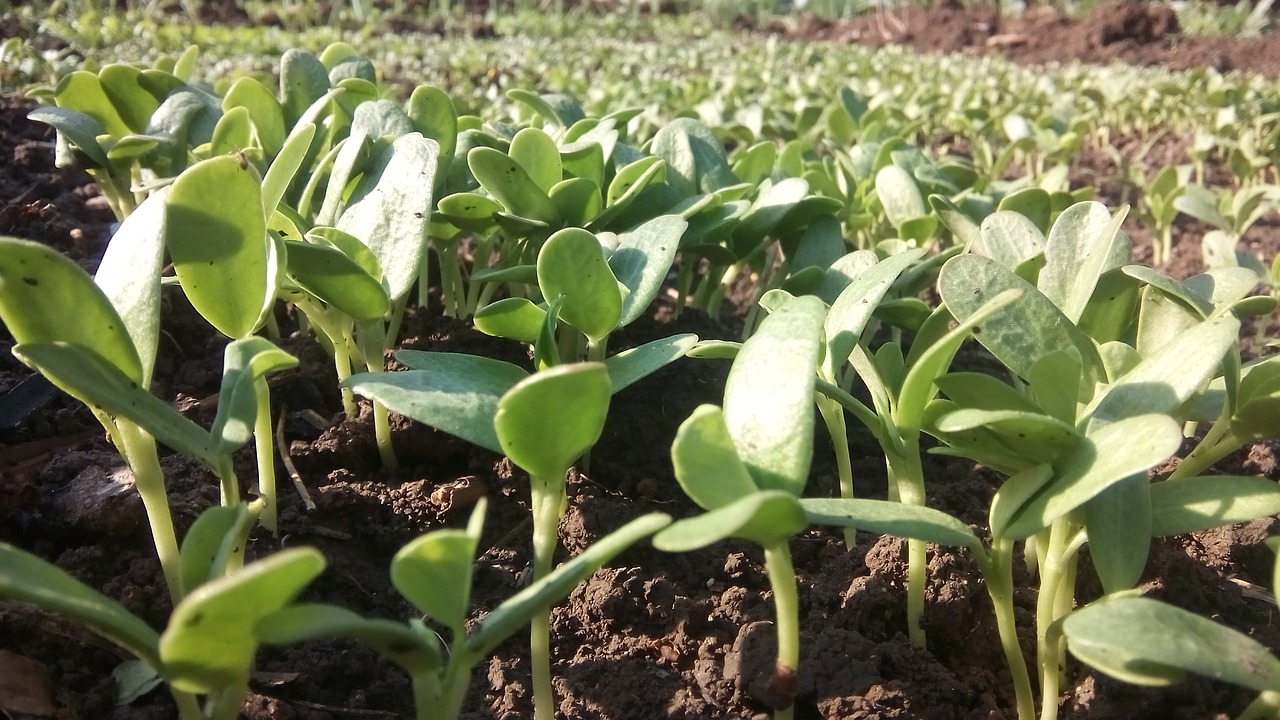 Žemdirbystė, Flora, Lapai, Gamta, Maistas, Nemokamos Nuotraukos,  Nemokama Licenzija