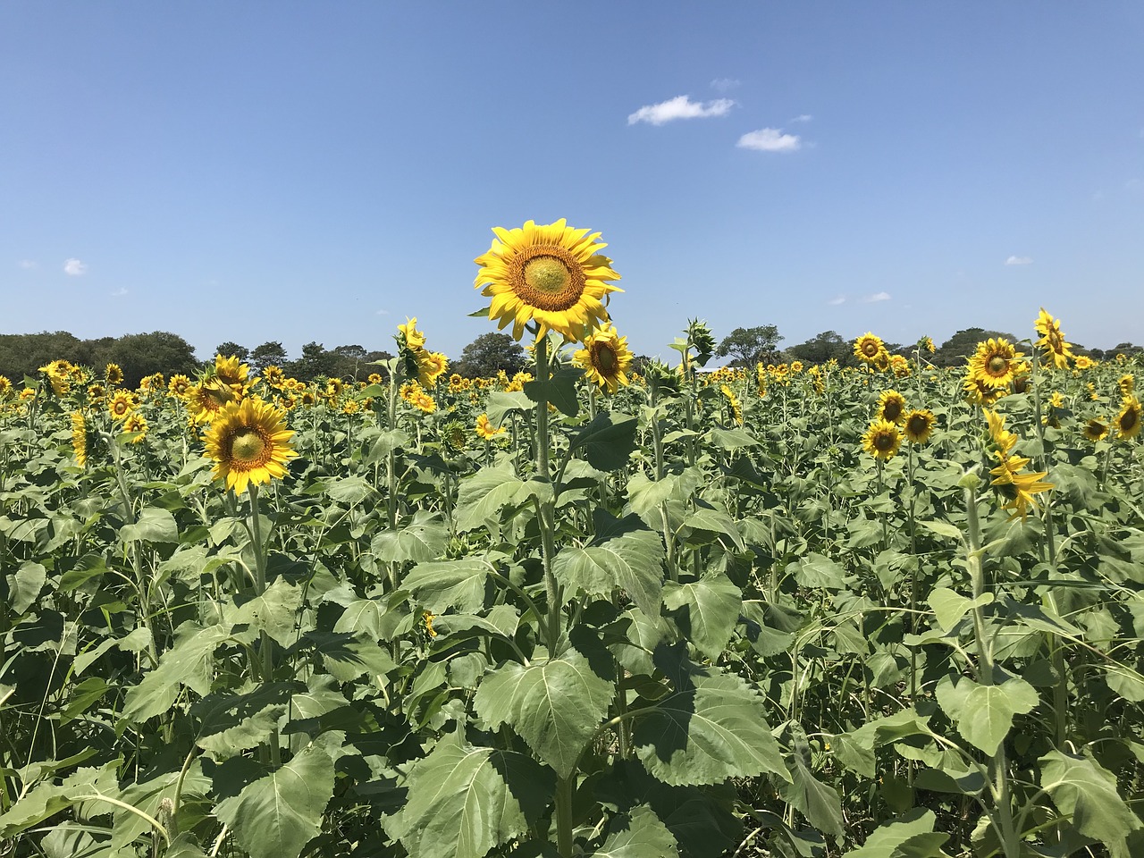 Žemdirbystė,  Laukas,  Ūkis,  Floros,  Vasara, Nemokamos Nuotraukos,  Nemokama Licenzija