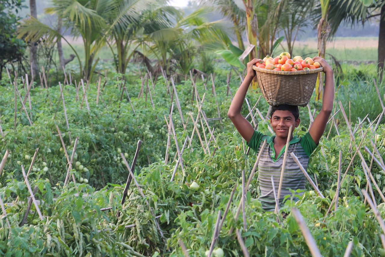 Žemdirbystė,  Floros,  Pobūdį,  Maisto,  Ūkis,  Žemės,  Bangladešas,  Kaimas, Nemokamos Nuotraukos,  Nemokama Licenzija