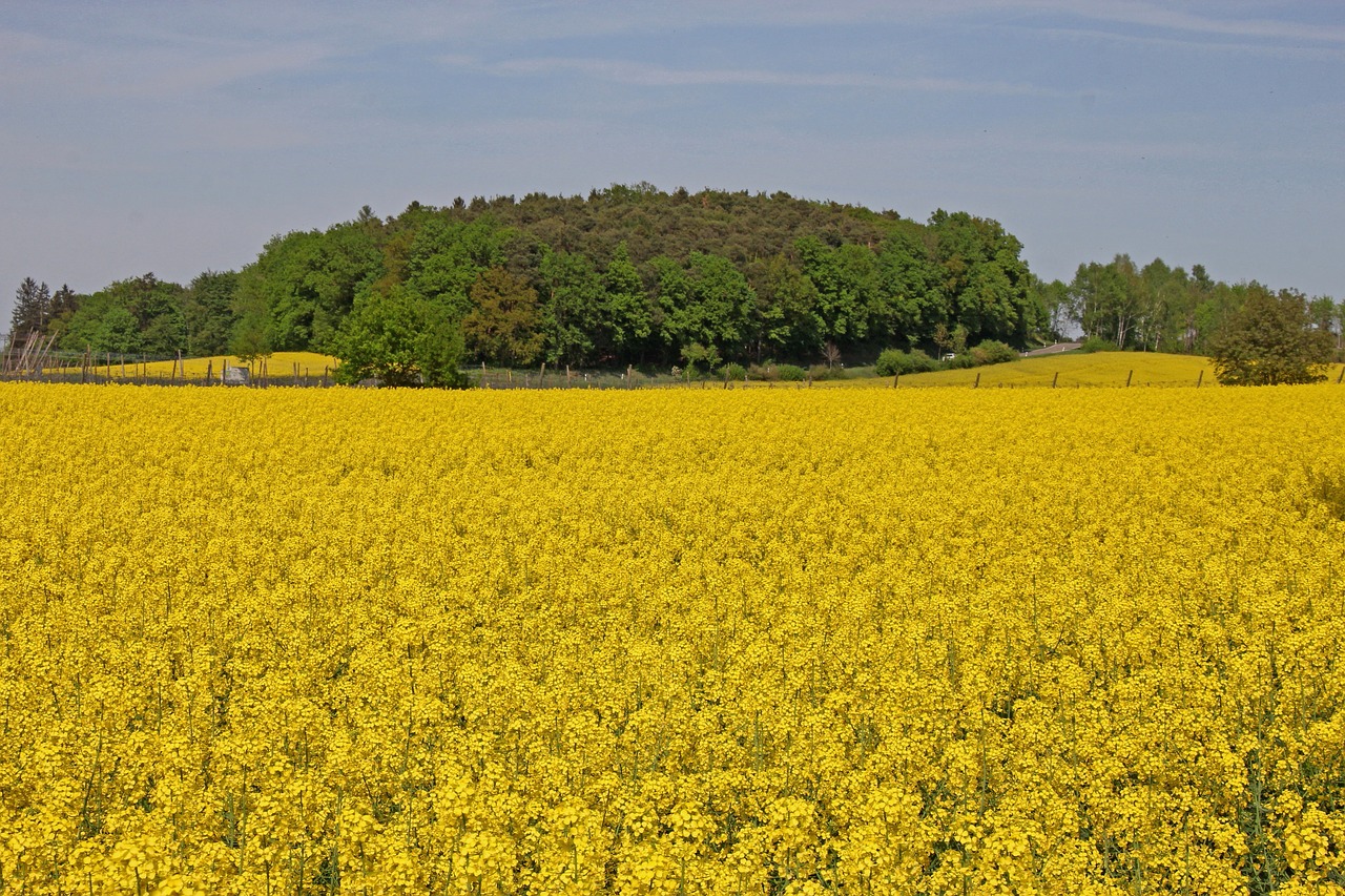 Žemdirbystė,  Laukas,  Derlius,  Ūkis,  Kraštovaizdis,  Srityje Rapsų Sėklų,  Aliejinių Rapsų,  Vasara,  Kaimo,  Pobūdį