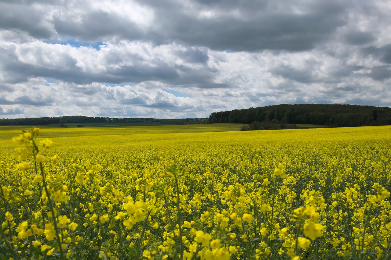 Žemdirbystė,  Laukas,  Kraštovaizdis,  Aliejinių Rapsų,  Rapsų Žiedas,  Panorama, Nemokamos Nuotraukos,  Nemokama Licenzija