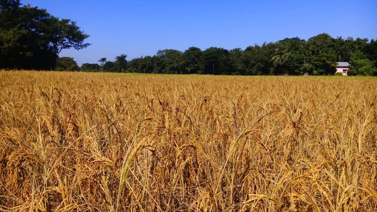 Žemdirbystė,  Ryžių,  Golden Ryžiai, Nemokamos Nuotraukos,  Nemokama Licenzija