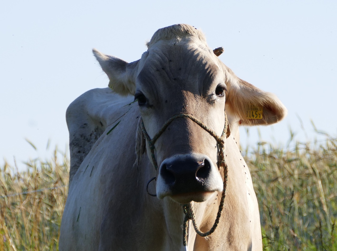 Žemdirbystė,  Karvė,  Rytą,  Saulė,  Ganyklos,  Švelnumas, Nemokamos Nuotraukos,  Nemokama Licenzija