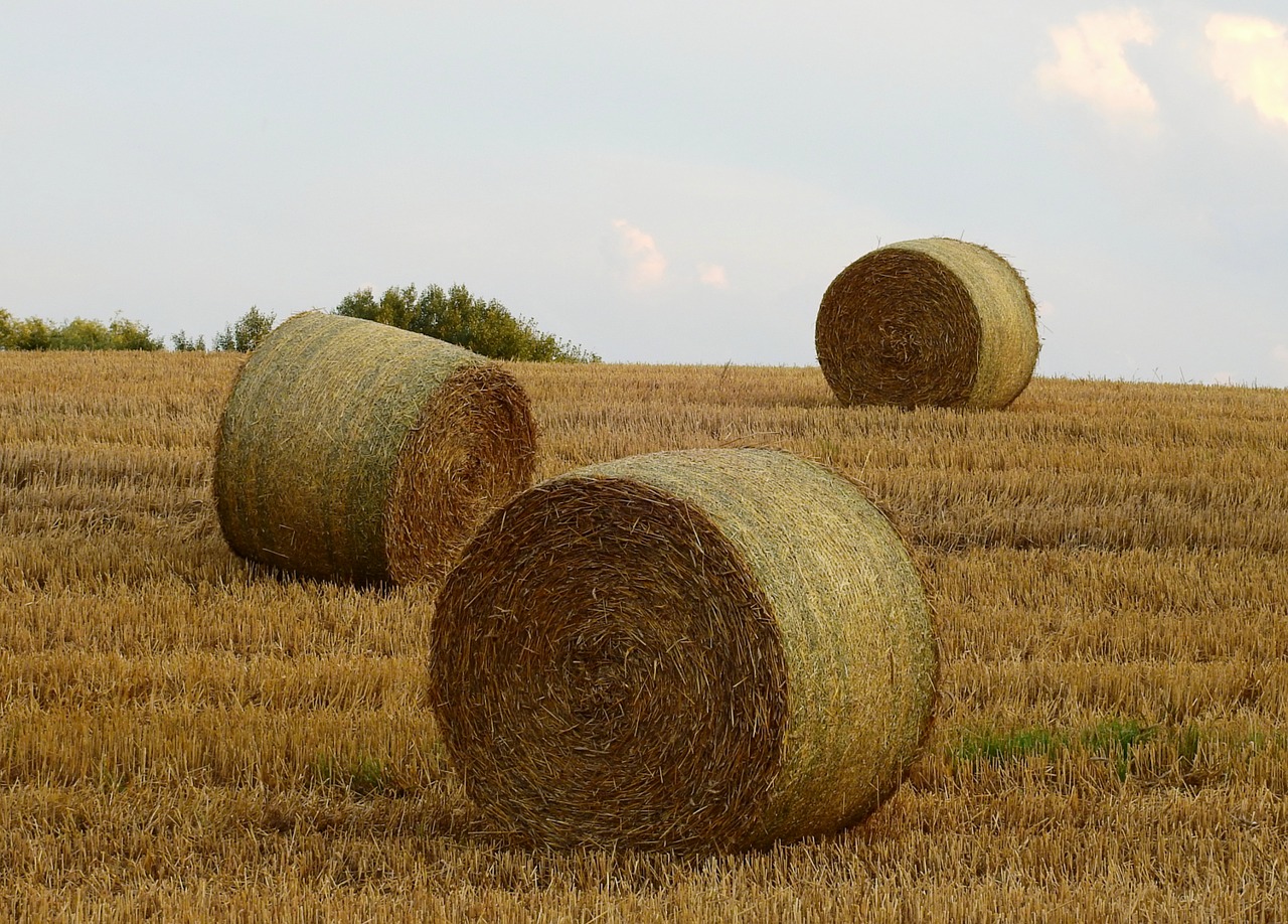 Žemdirbystė,  Derlius,  Laukas,  Vasara,  Kraštovaizdis,  Šiaudų, Nemokamos Nuotraukos,  Nemokama Licenzija