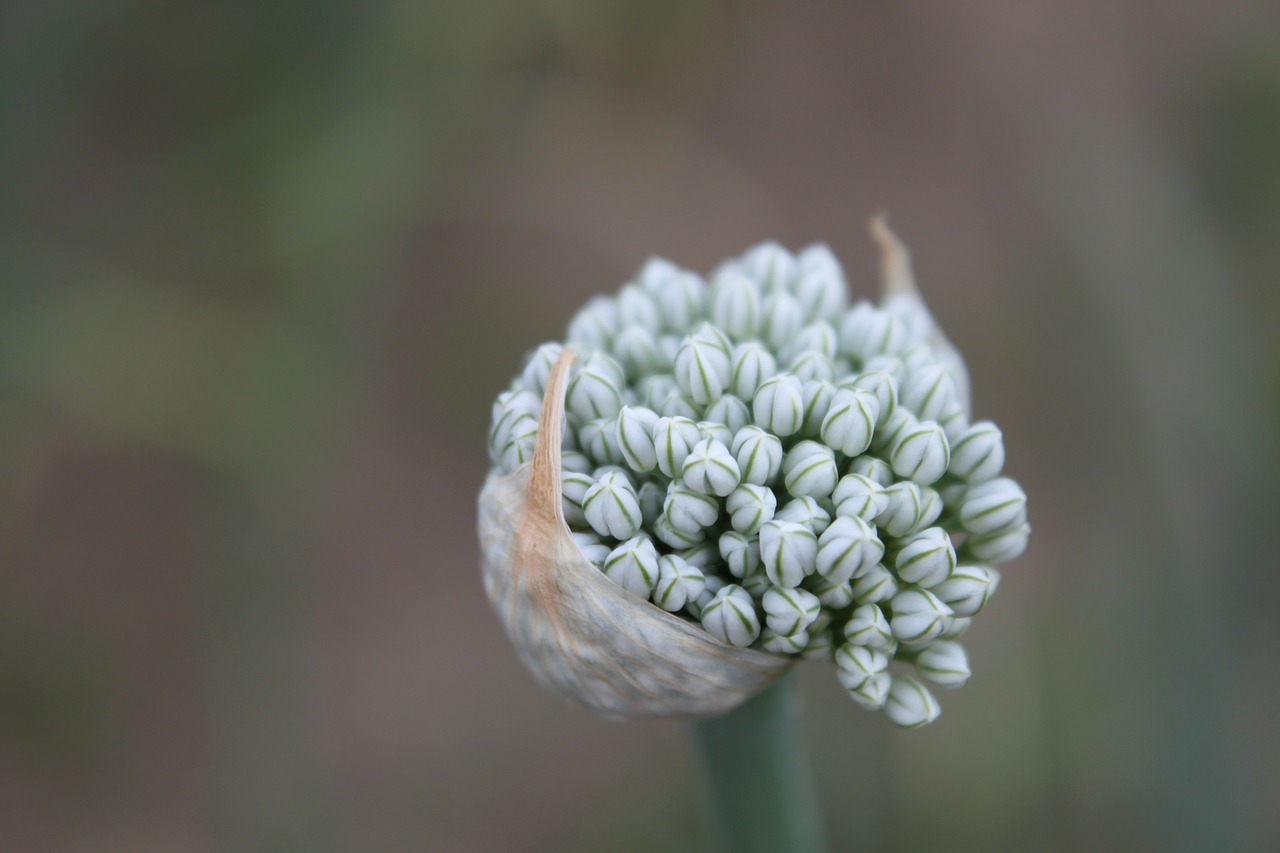 Žemdirbystė, Allium, Pumpurai, Cernuum, Gėlės, Sodas, Galva, Svogūnai, Sėklos, Daržovės