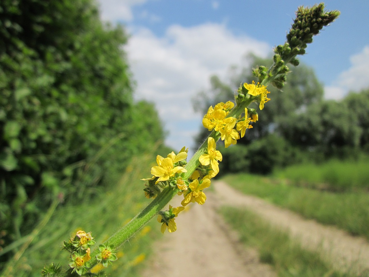 Agrimonia Eupatoria,  Bendroji Žemdirbystė,  Bažnyčios Šereliai,  Sticklewort,  Wildflower,  Flora,  Žiedynas,  Botanika,  Augalas,  Rūšis