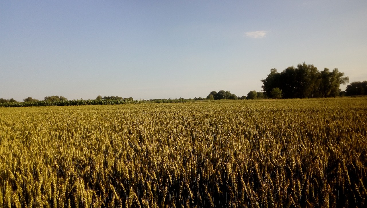 Agrofirma ,  Agrofarm,  Ūkis,  Derlius,  Laukas,  Kvieciai,  Krupa,  Kraštovaizdis,  Pobūdį,  Kaimo